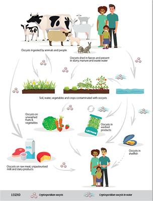 Cryptosporidium Infections in Africa—How Important Is Zoonotic Transmission? A Review of the Evidence